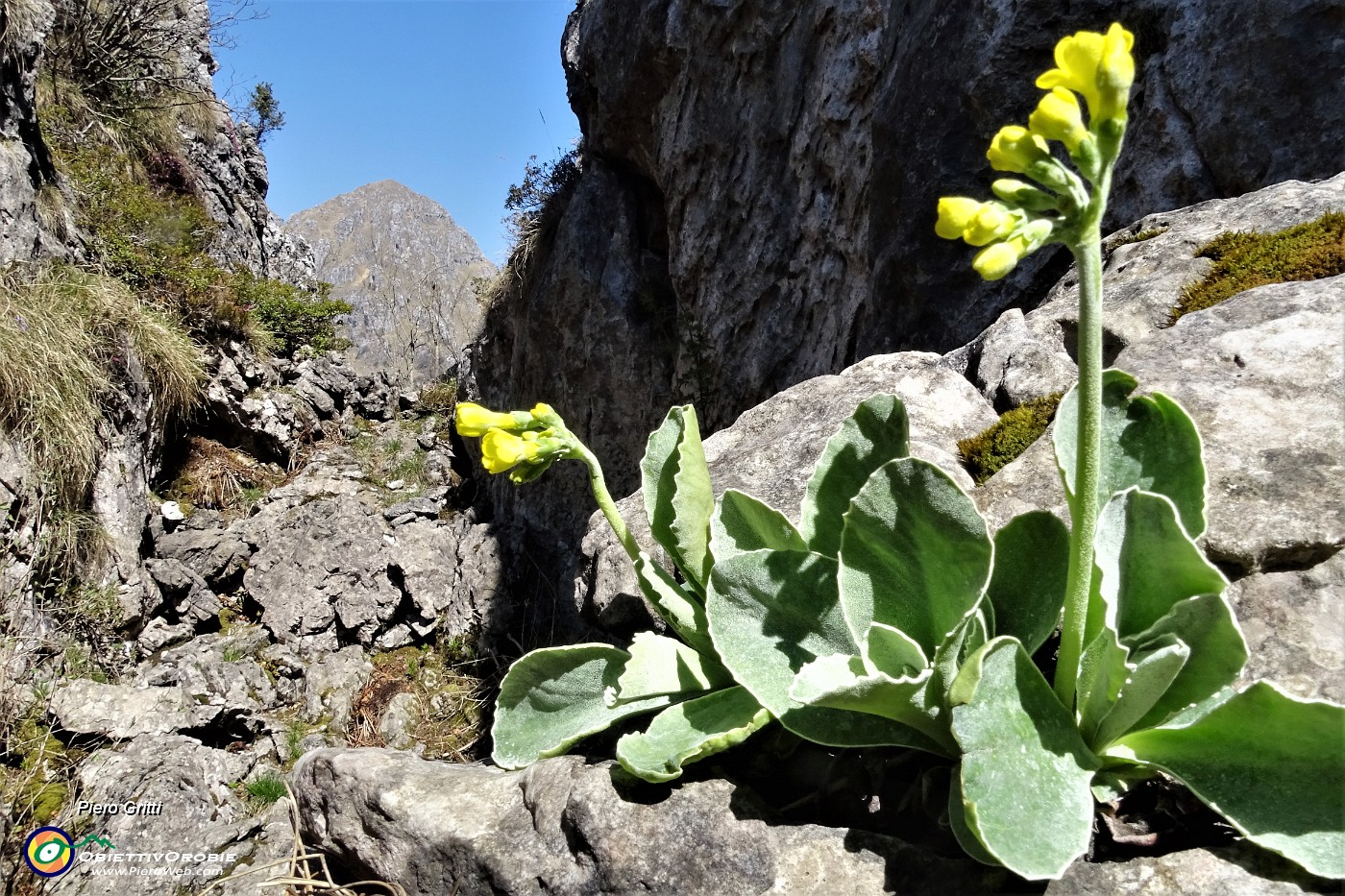 81 Orecchie d'orso tra le rocce.JPG